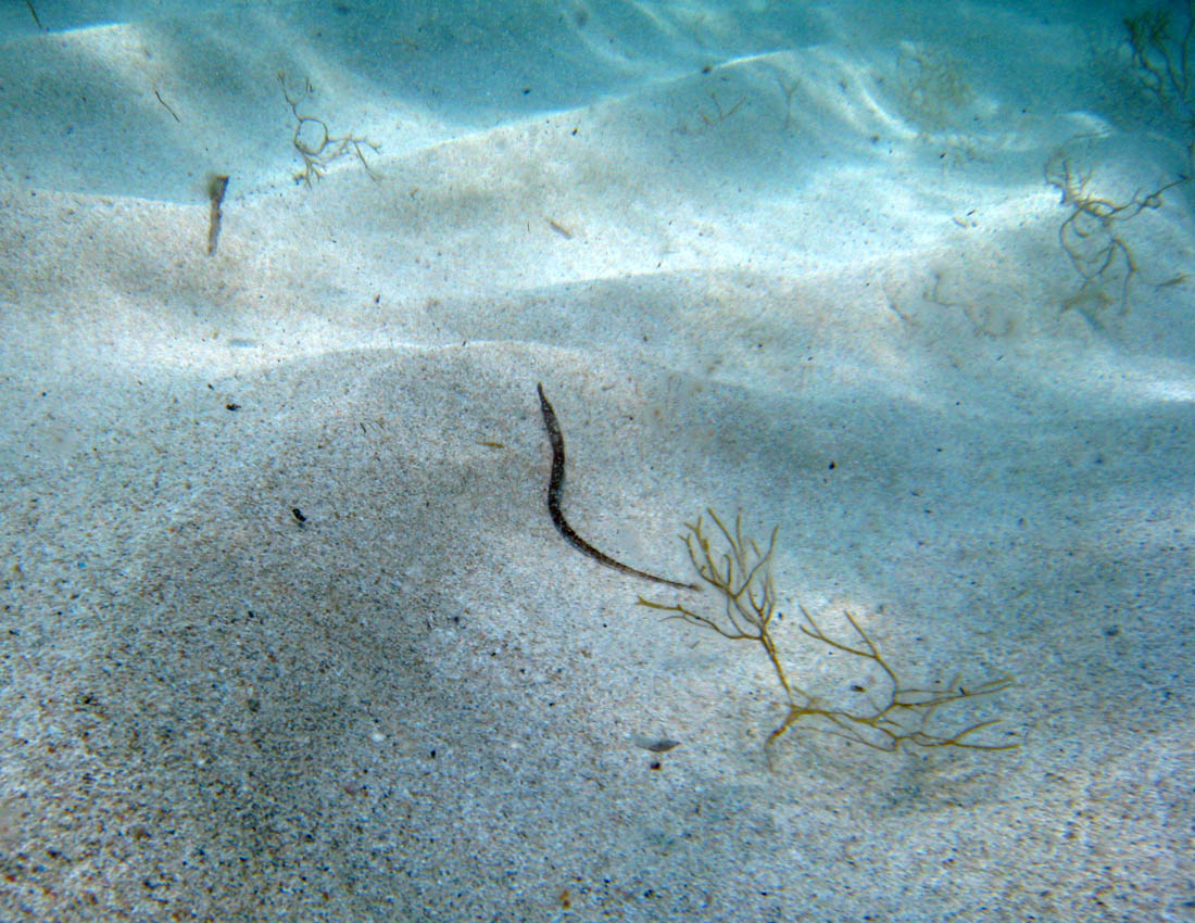Pesce ago